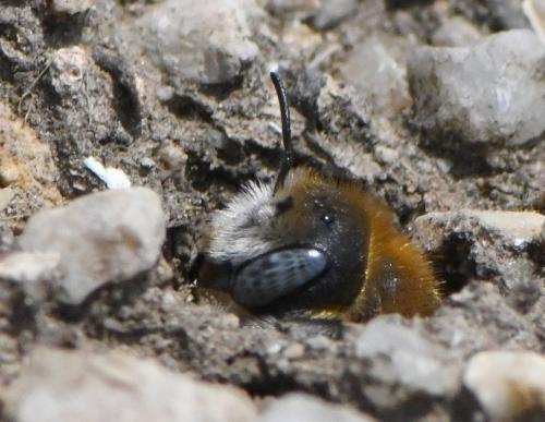 Réf. 258 621 : Hoplitis sp.